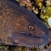 moray_yellowmargin_bhr_tam_h_0091_bal5834.jpg